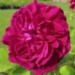 Rozen William Shakespeare