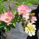 Rozen Wonderland