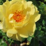 Rozen Yellow Angel