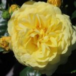 Rozen Yellow Meilove