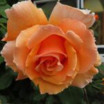 Rozen Zerline