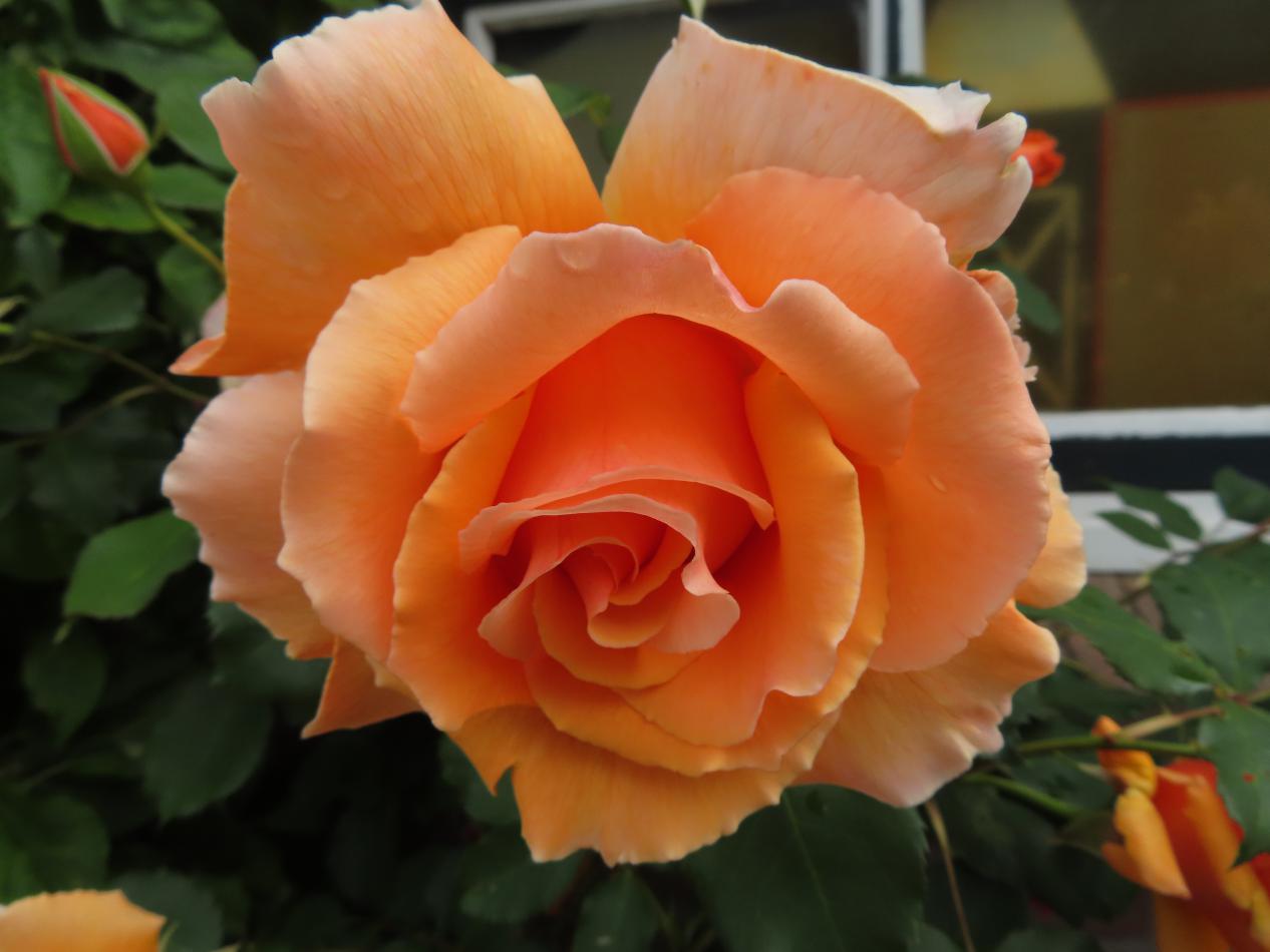Roos-Zerline-1 Rozen Zerline - Afbeelding 1
