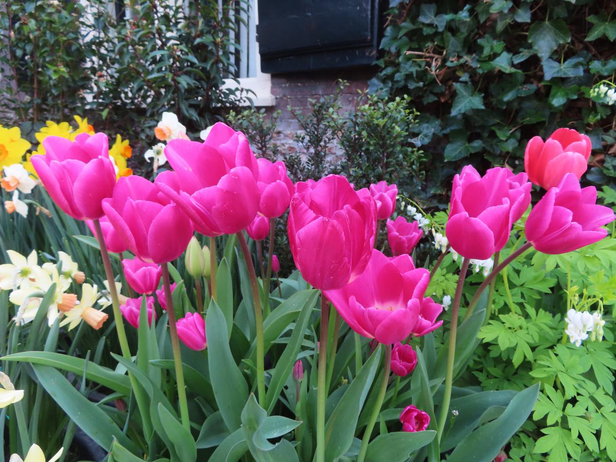 Tulp-Aafke-1 Aafke - Afbeelding 1