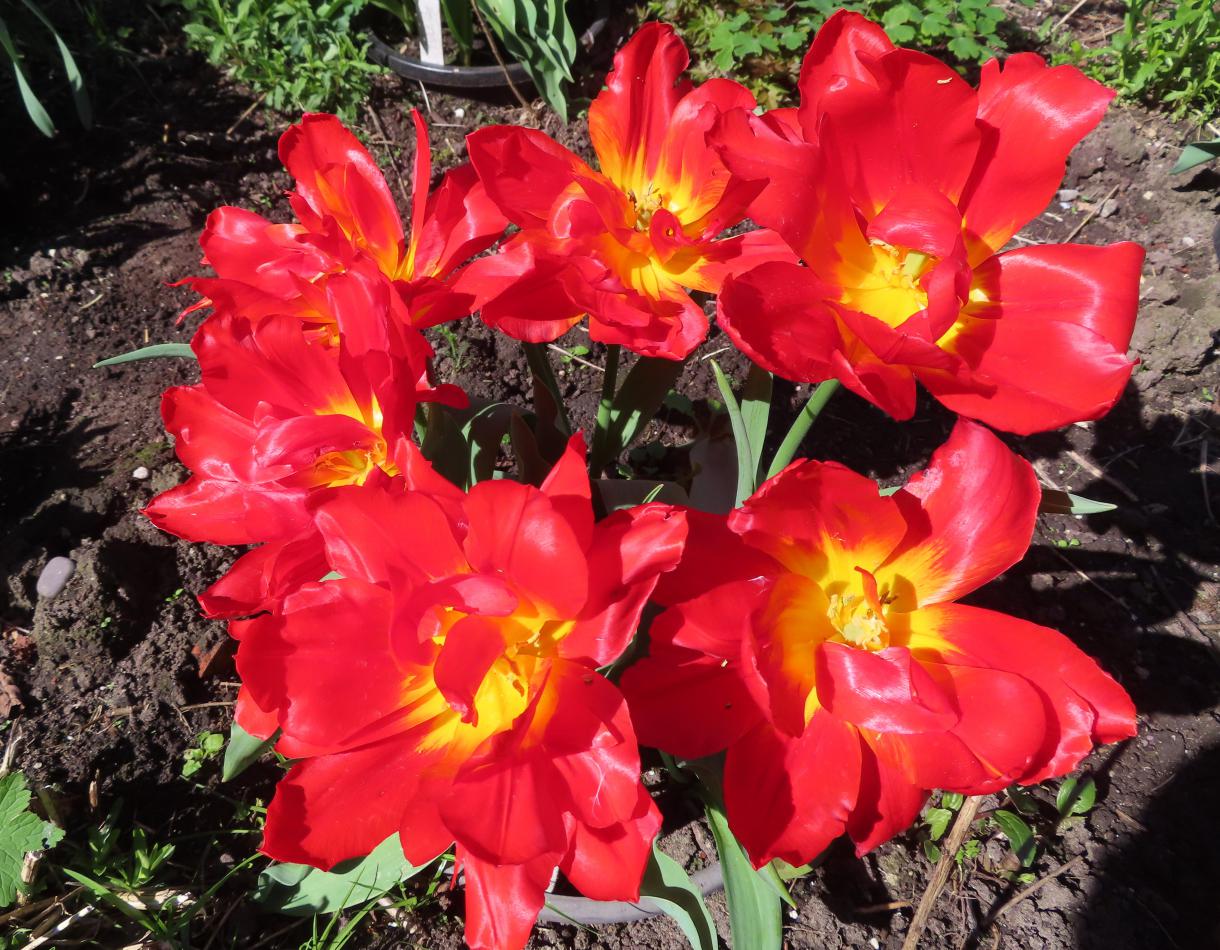 Tulp-Abba-1 Abba - Afbeelding 1