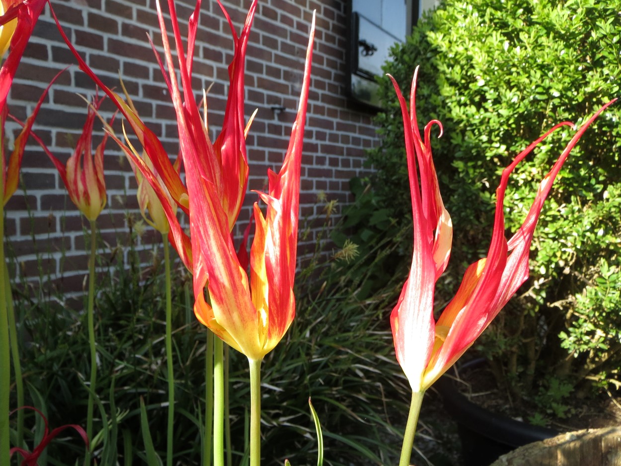 Tulp-Acuminata-1 Acuminata - Afbeelding 1
