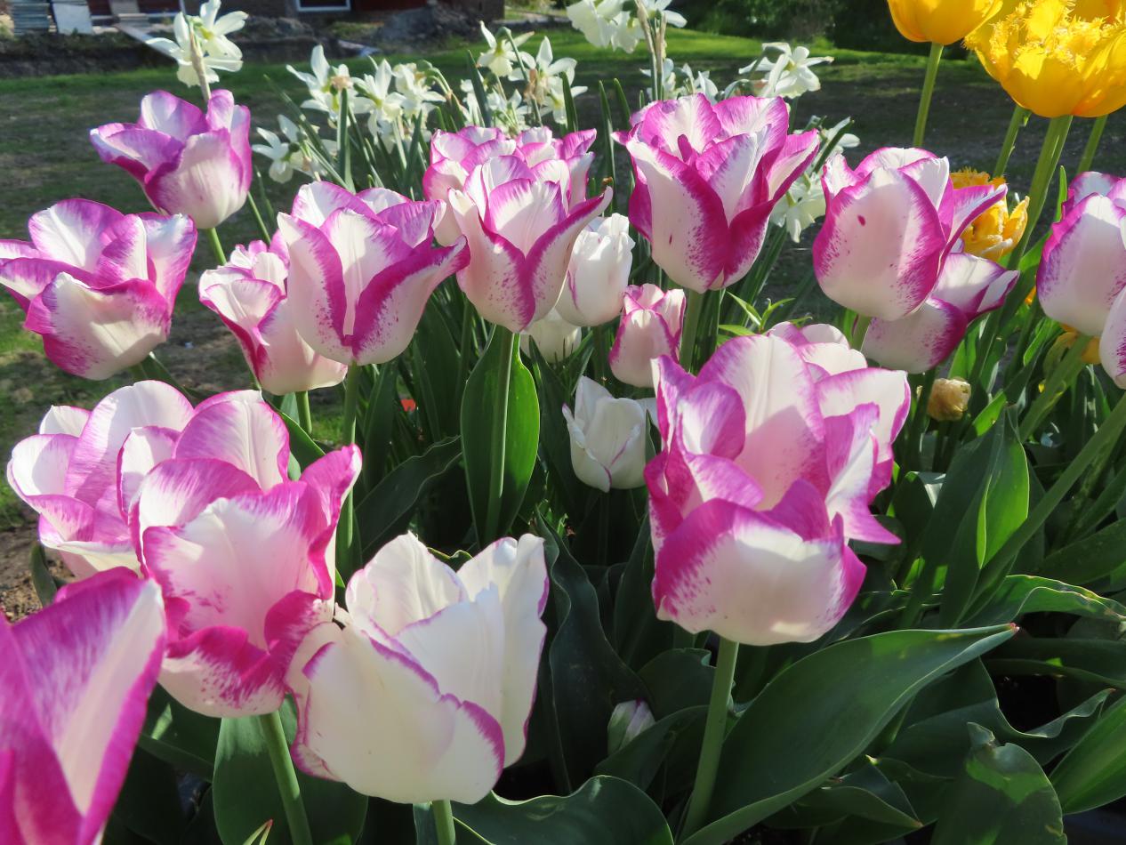 Tulp-Affair-3 Affair - Afbeelding 1