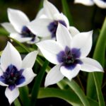 Alba Caerulea