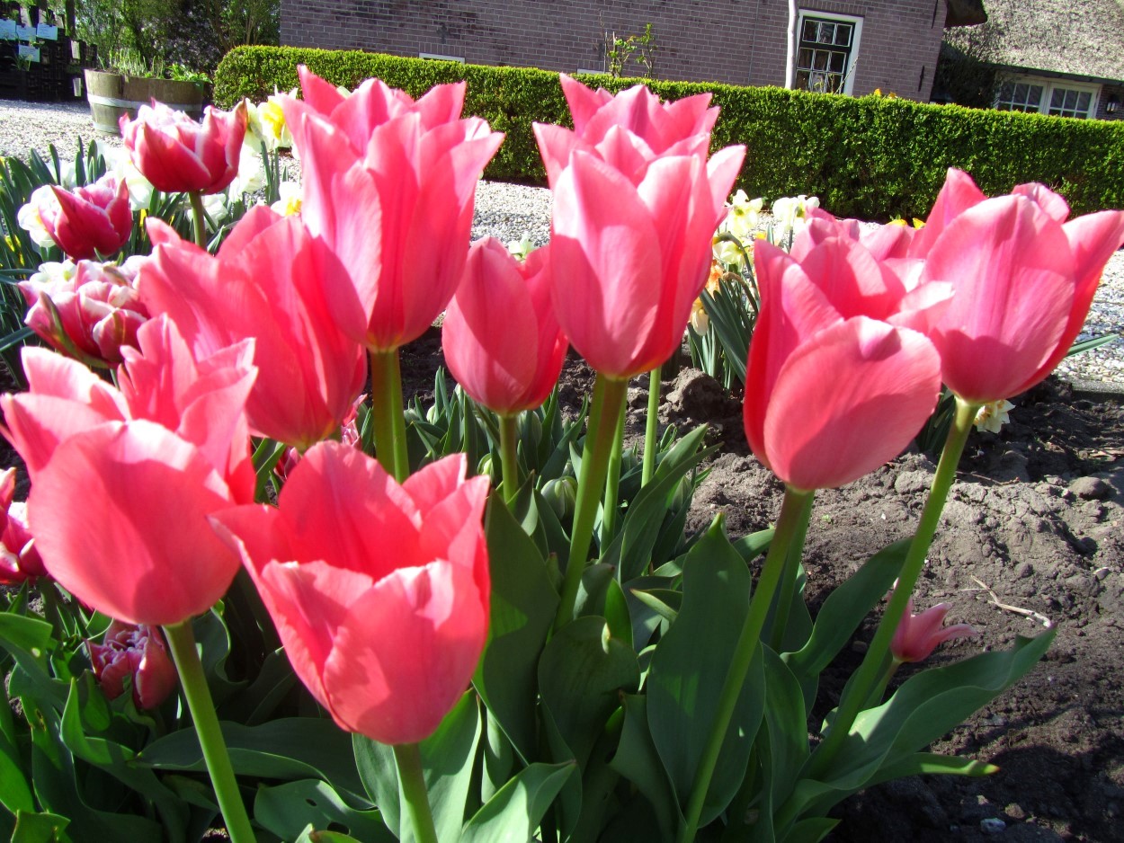 Tulp-Albert-Heyn-1 Albert Heijn - Afbeelding 1