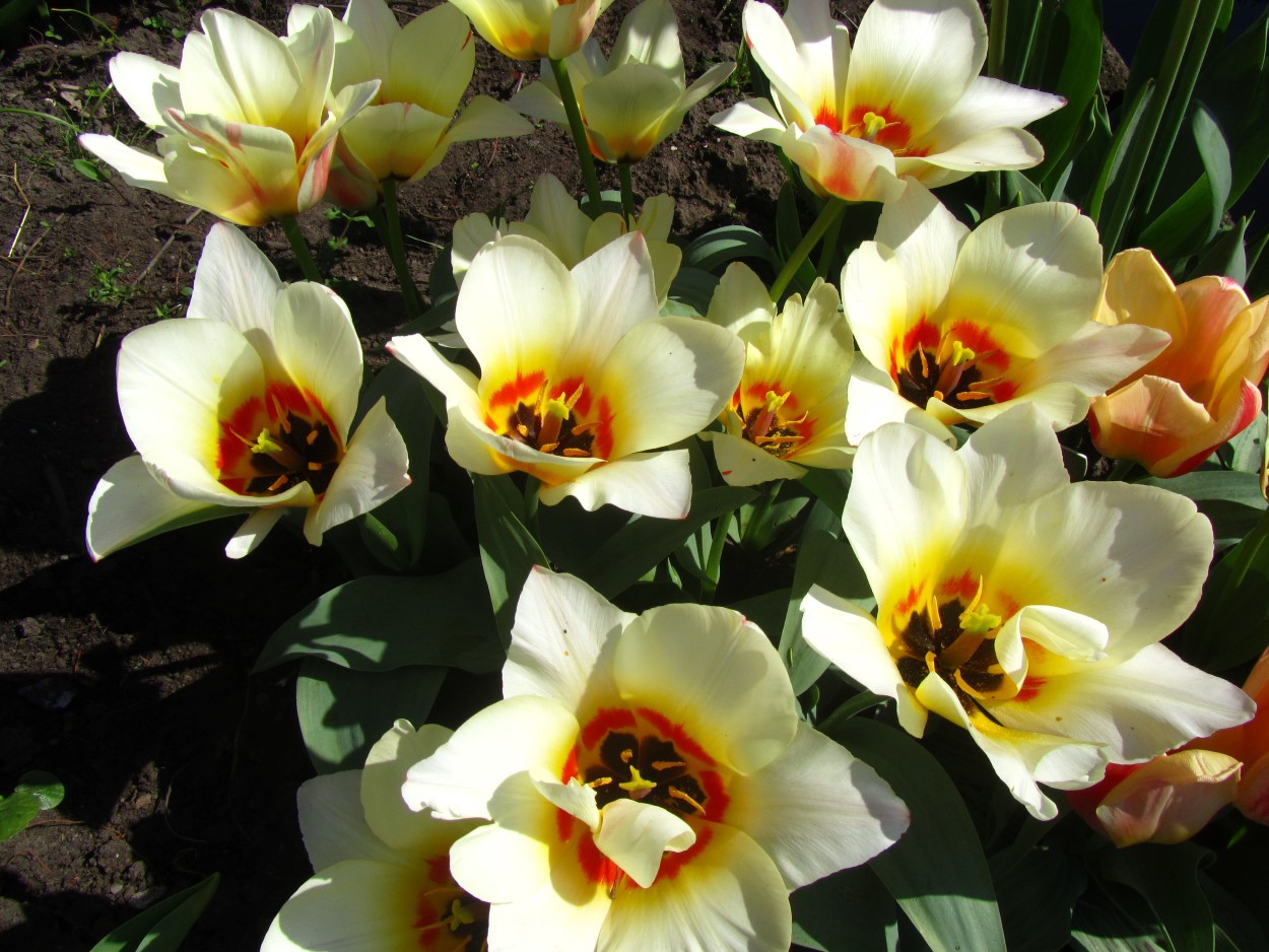 Tulp-Albion-Star-1 Albion Star - Afbeelding 1