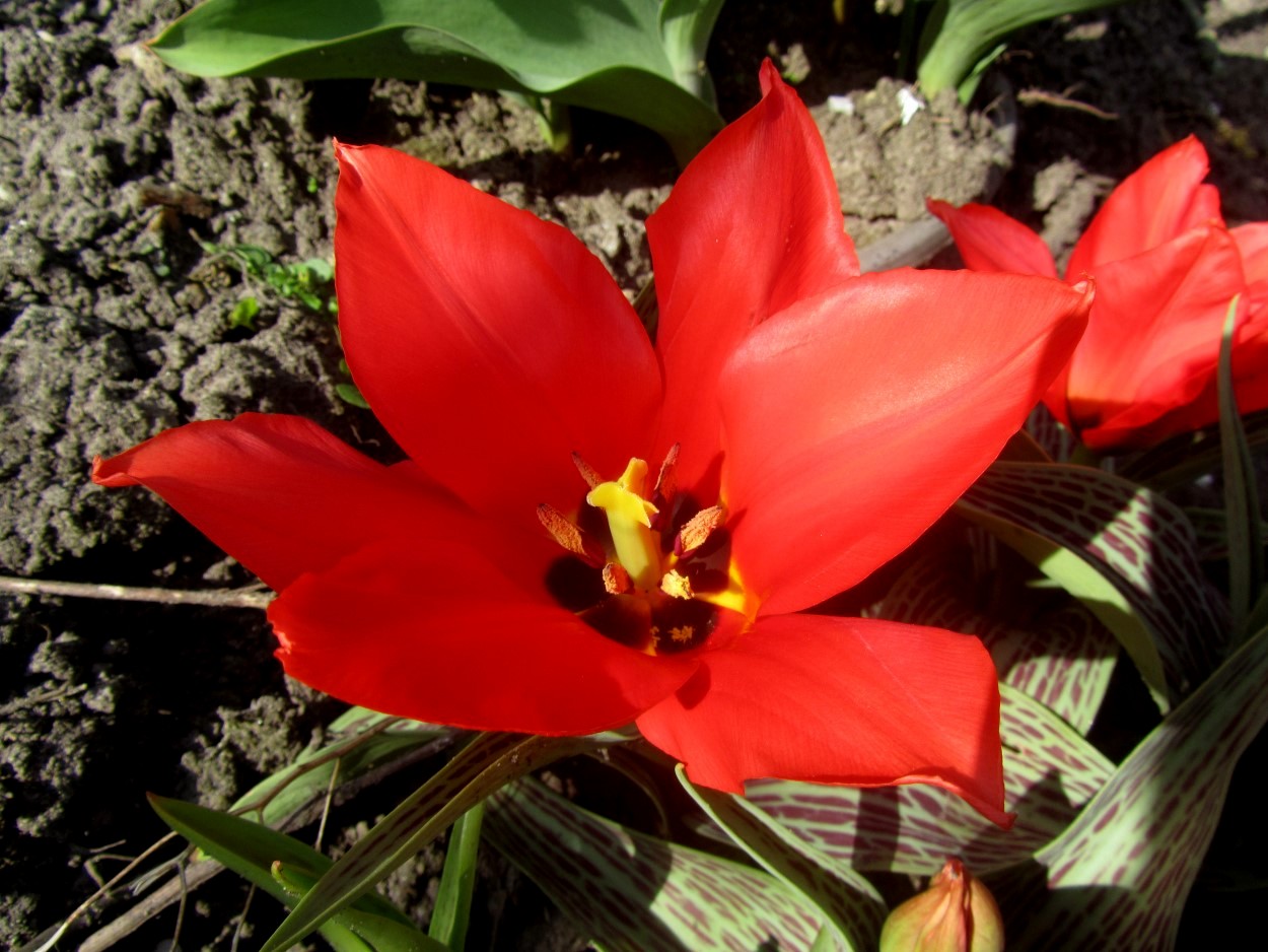 Tulp-Ali-Baba-1 Ali Baba - Afbeelding 1