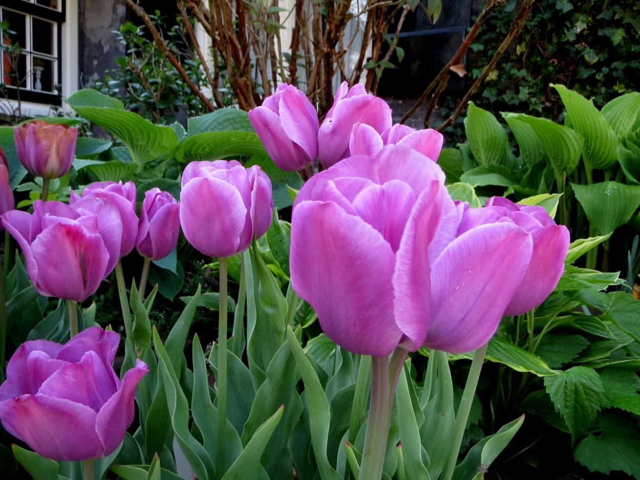 Tulp-Alibi-1 Alibi - Afbeelding 1