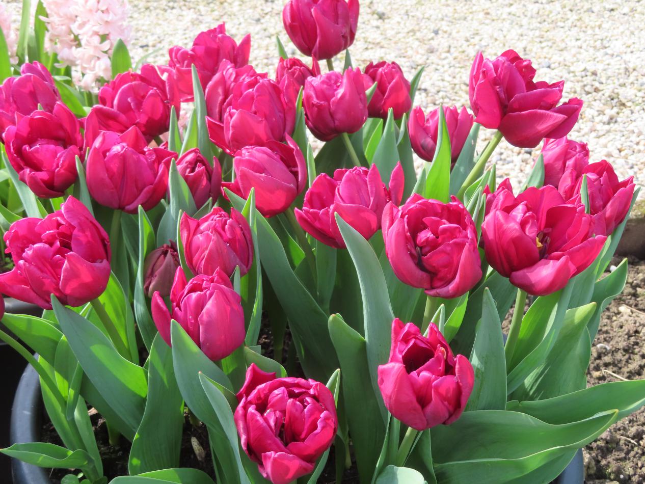 Tulp-Alicante-1 Alicante - Afbeelding 1