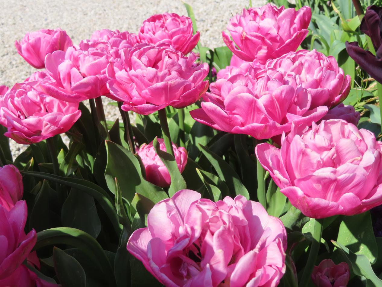 Tulp-Amazing-Grace-1 Amazing Grace - Afbeelding 1