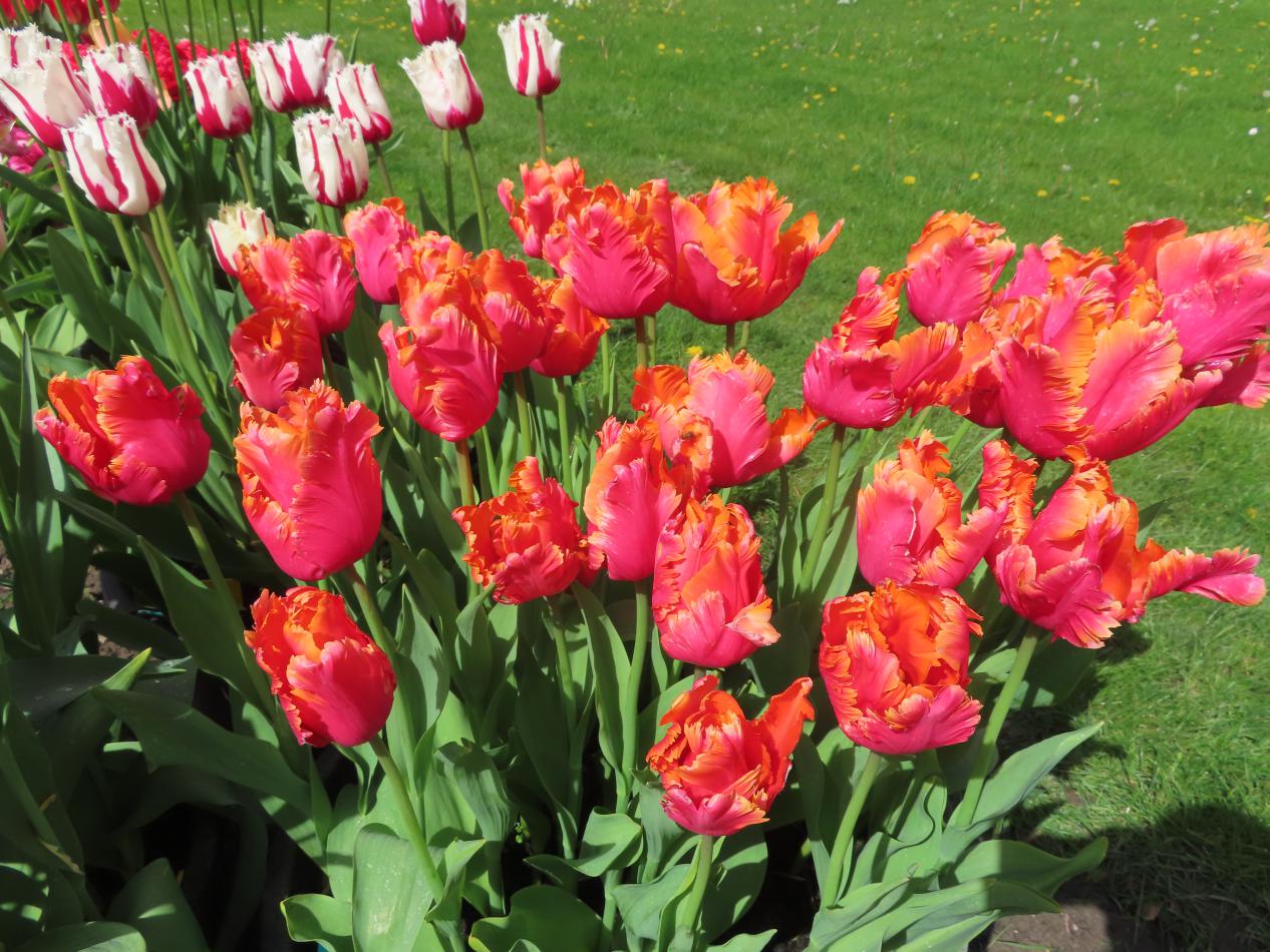 Tulp-Amazing-Parrot-1 Amazing Parrot - Afbeelding 1