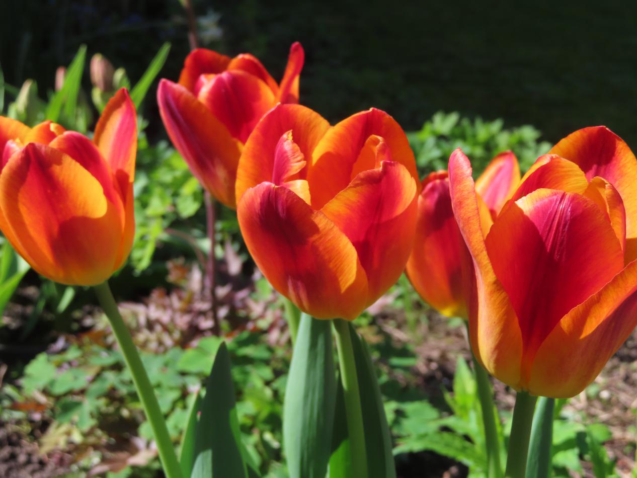Tulp-Amberglow-1 Amber Glow - Afbeelding 1