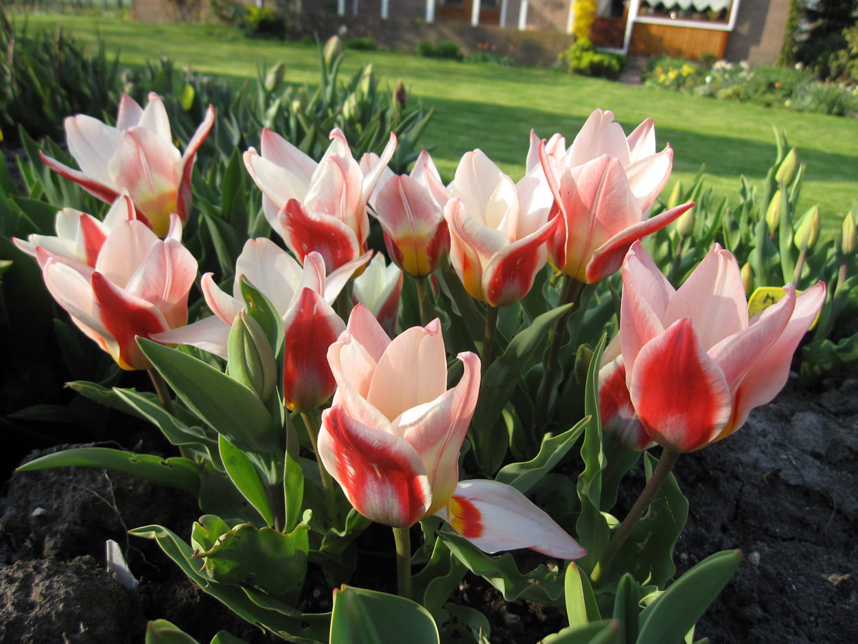 Tulp-Ancilla-1 Ancilla - Afbeelding 1