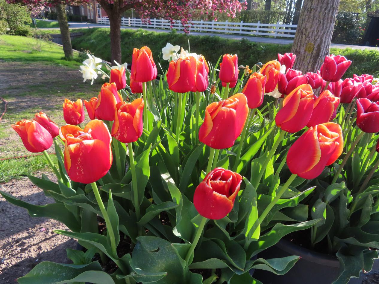 Tulp-Angela-Merkel-1 Angela Merkel - Afbeelding 1