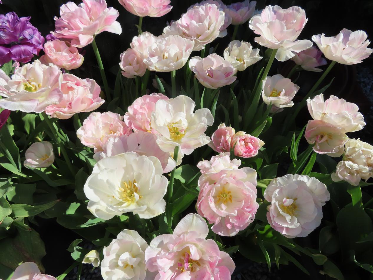 Tulp-Angelique-1 Angelique - Afbeelding 1