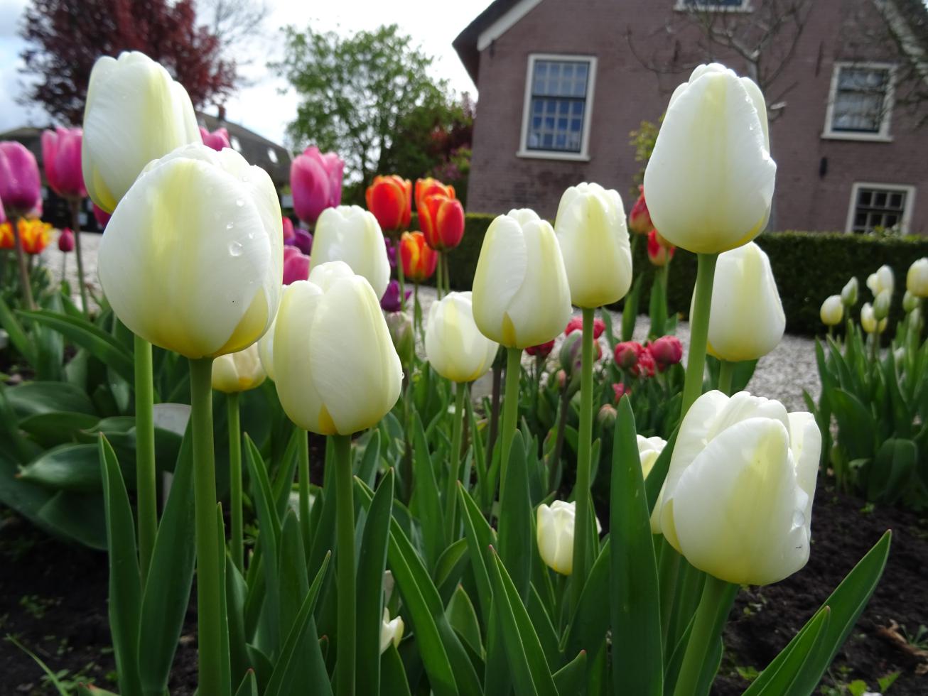 Tulp-Angels-Wish-1 Angels Wish - Afbeelding 1