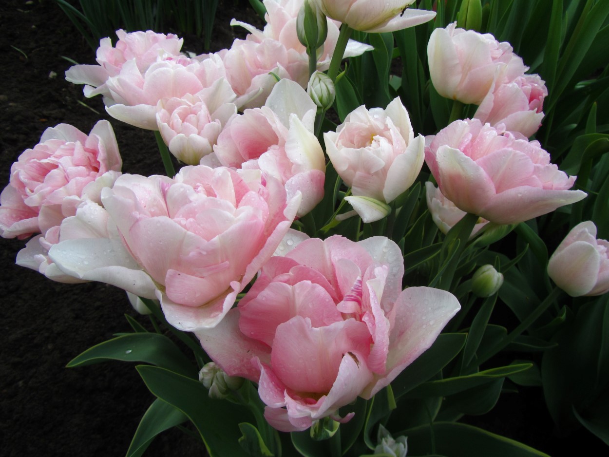 Tulp-Anna-Linde-1 Annelinde - Afbeelding 1