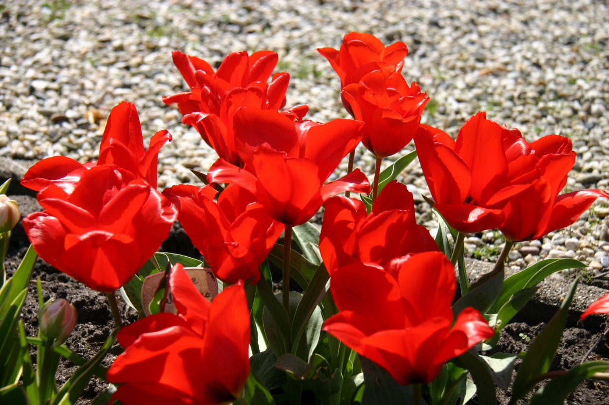 Tulp-Annie-Salomons-1 Annie Salomons - Afbeelding 1