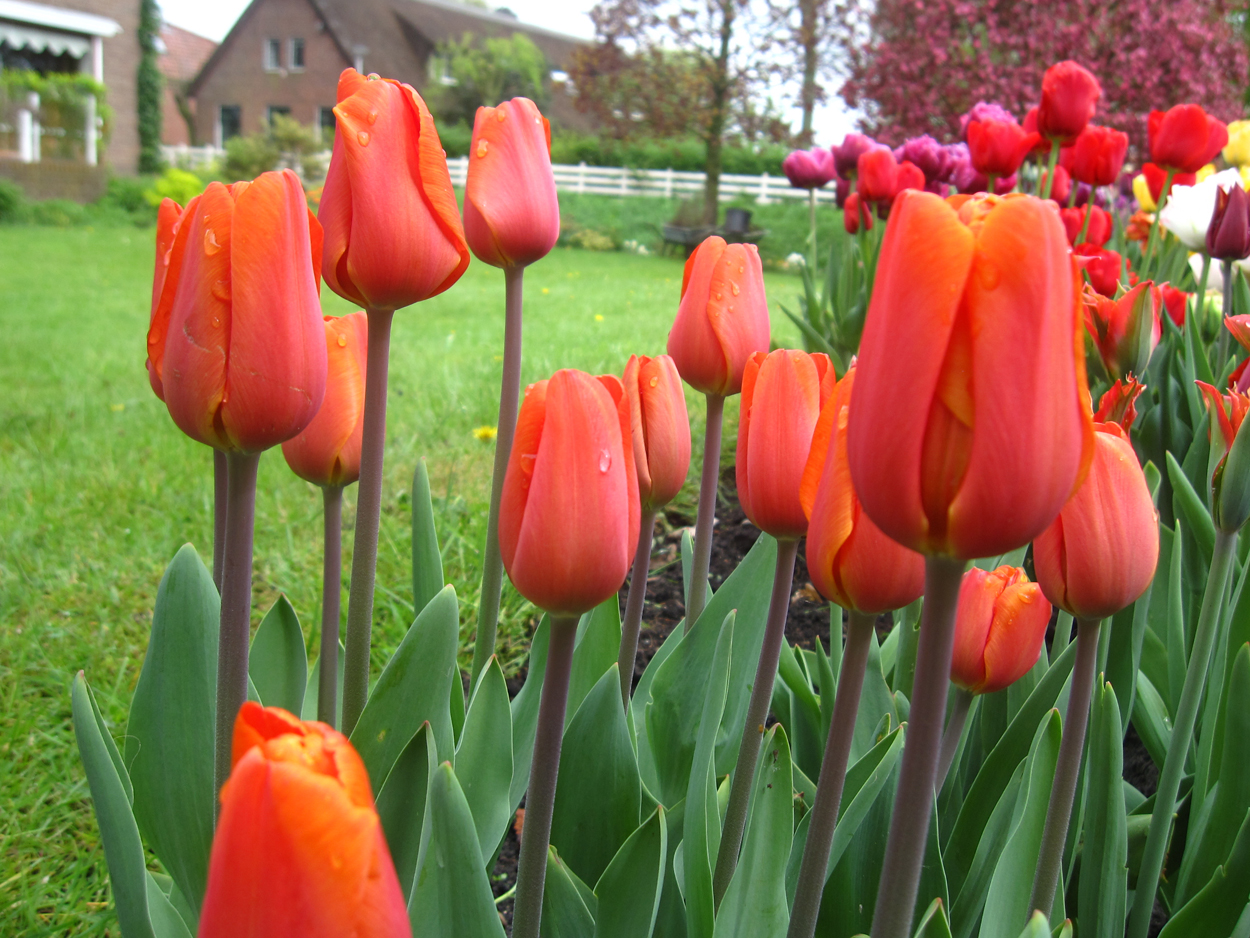 Tulp-Annie-Schilder-1 Annie Schilder - Afbeelding 1