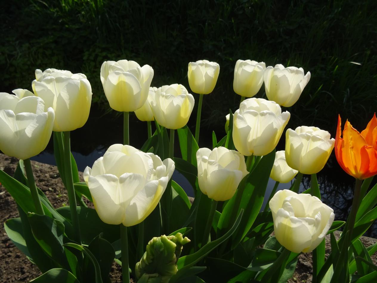 Tulp-Antarctica-1 Antarctica - Afbeelding 1