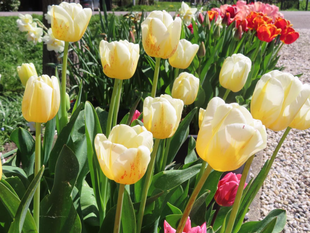 Tulp-Antarctica-Flame-1 Antarctica Flame - Afbeelding 1
