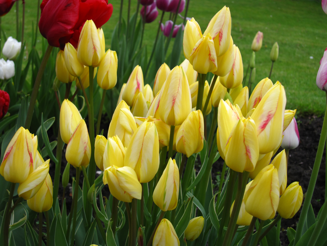 Tulp-Antoinette-1 Antoinette - Afbeelding 1