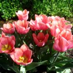 Apricot Amor
