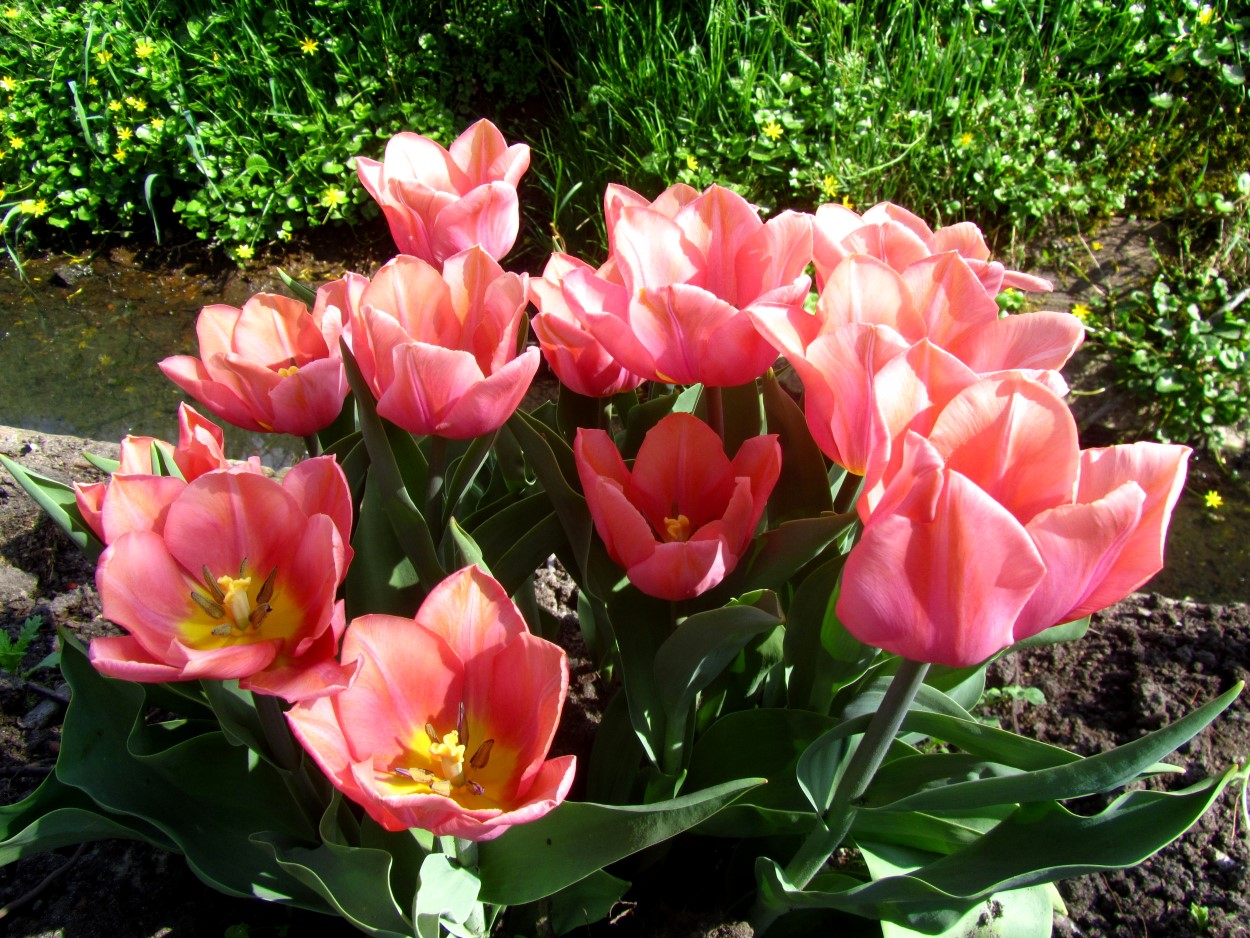 Tulp-Apricot-Amor-1 Apricot Amor - Afbeelding 1