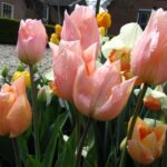 Apricot Beauty