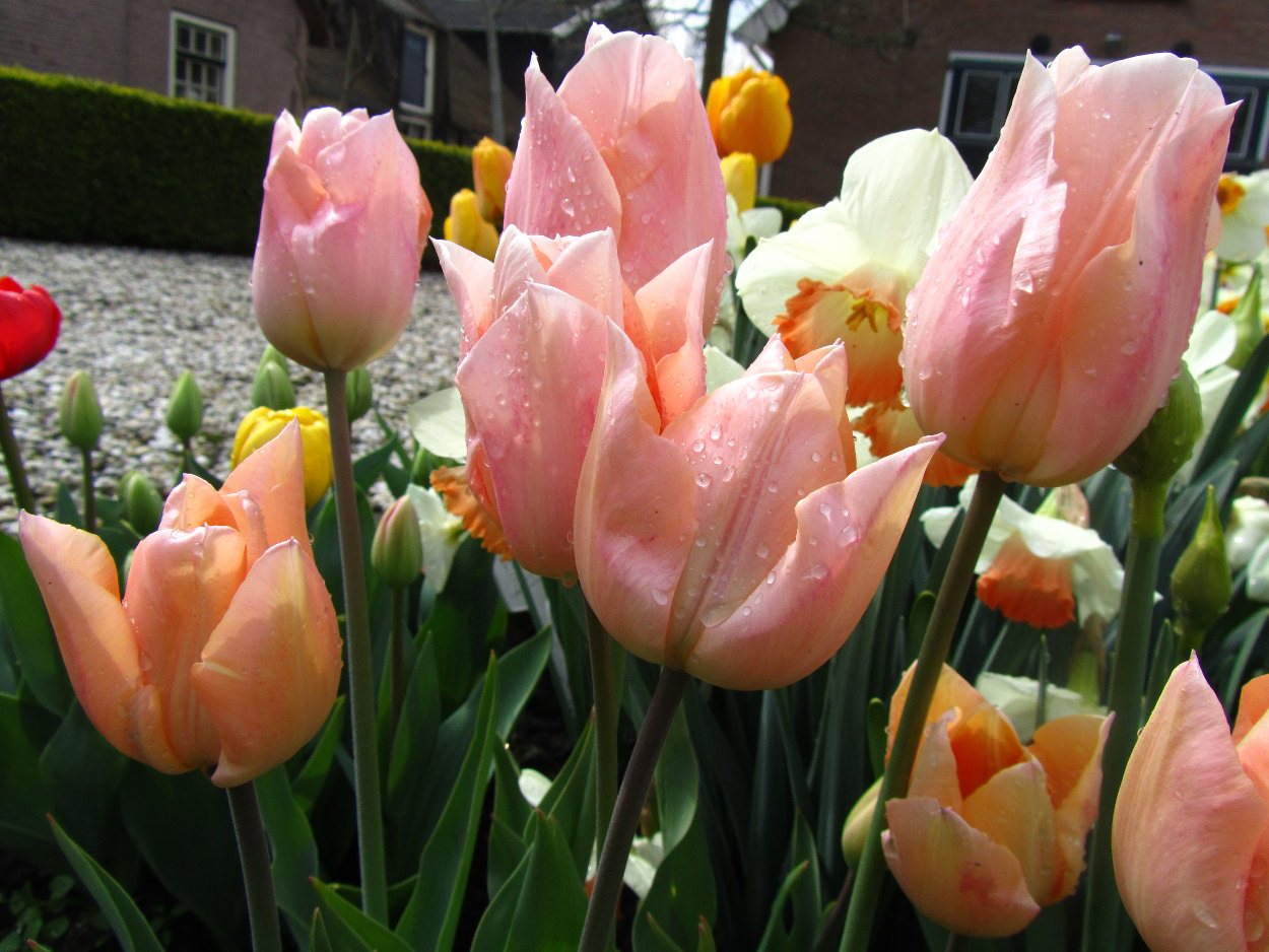 Tulp-Apricot-Beauty-1 Apricot Beauty - Afbeelding 1