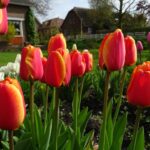 Apricot Delight