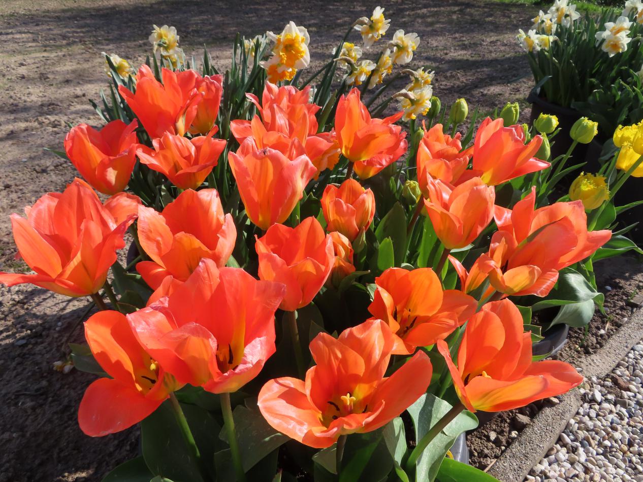 Tulp-Apricot-Emperor-1 Apricot Emperor - Afbeelding 1