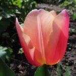 Apricot Favorite