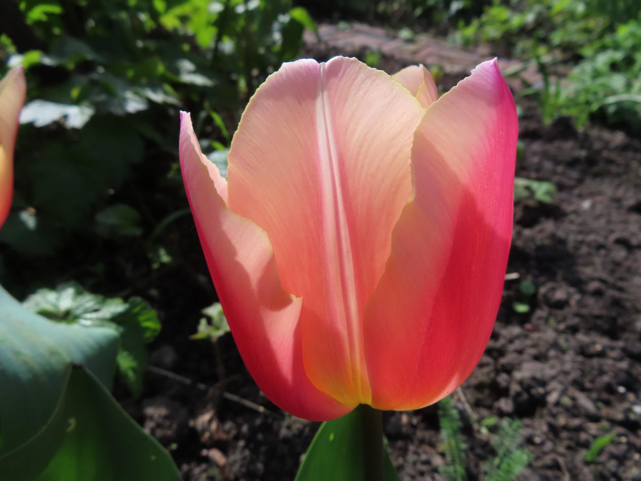 Tulp-Apricot-Favorit-1 Apricot Favorite - Afbeelding 1