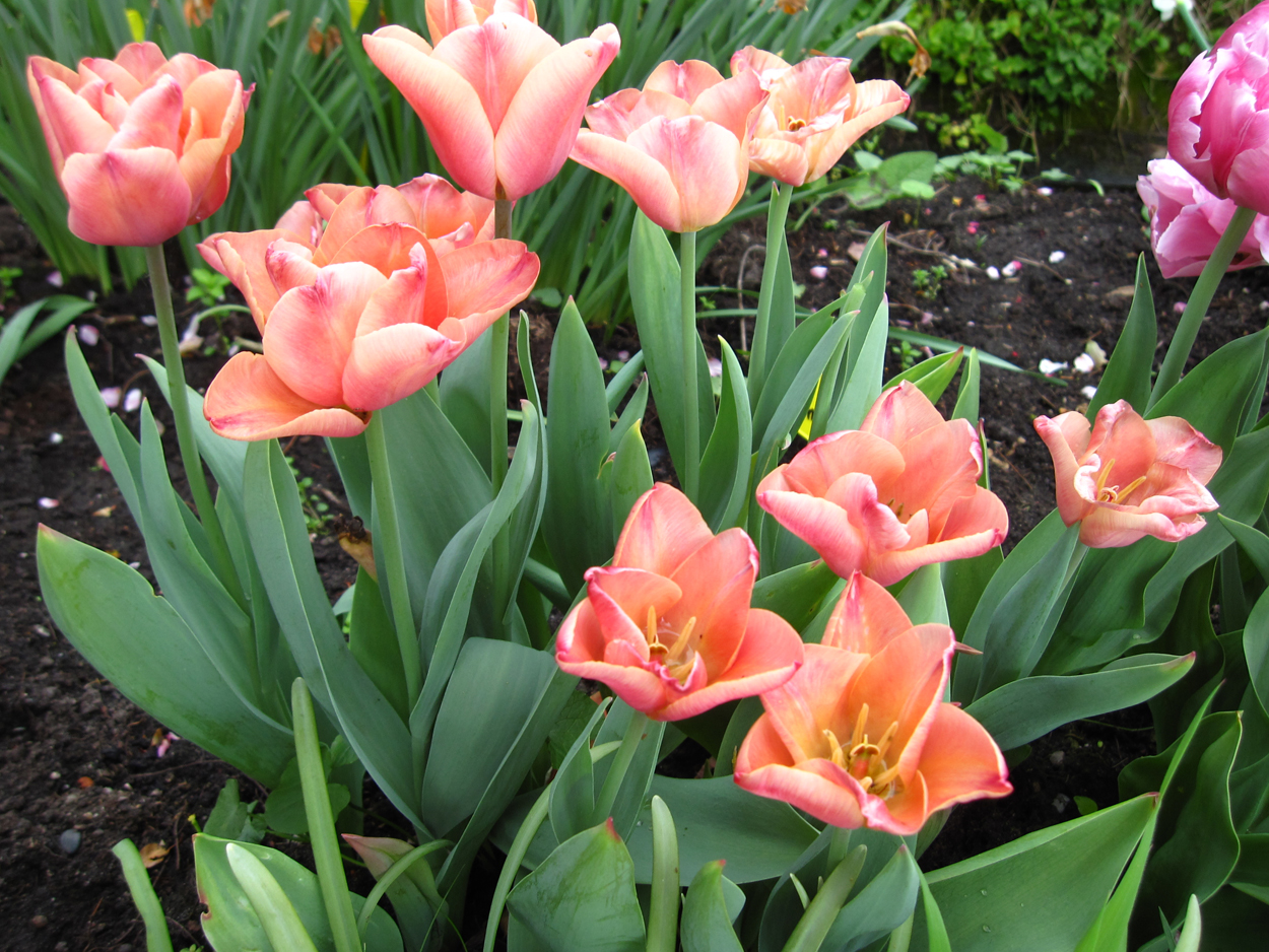 Tulp-Apricot-Fox-1 Apricot Foxx - Afbeelding 1