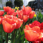Apricot Impression