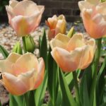 Apricot Pride