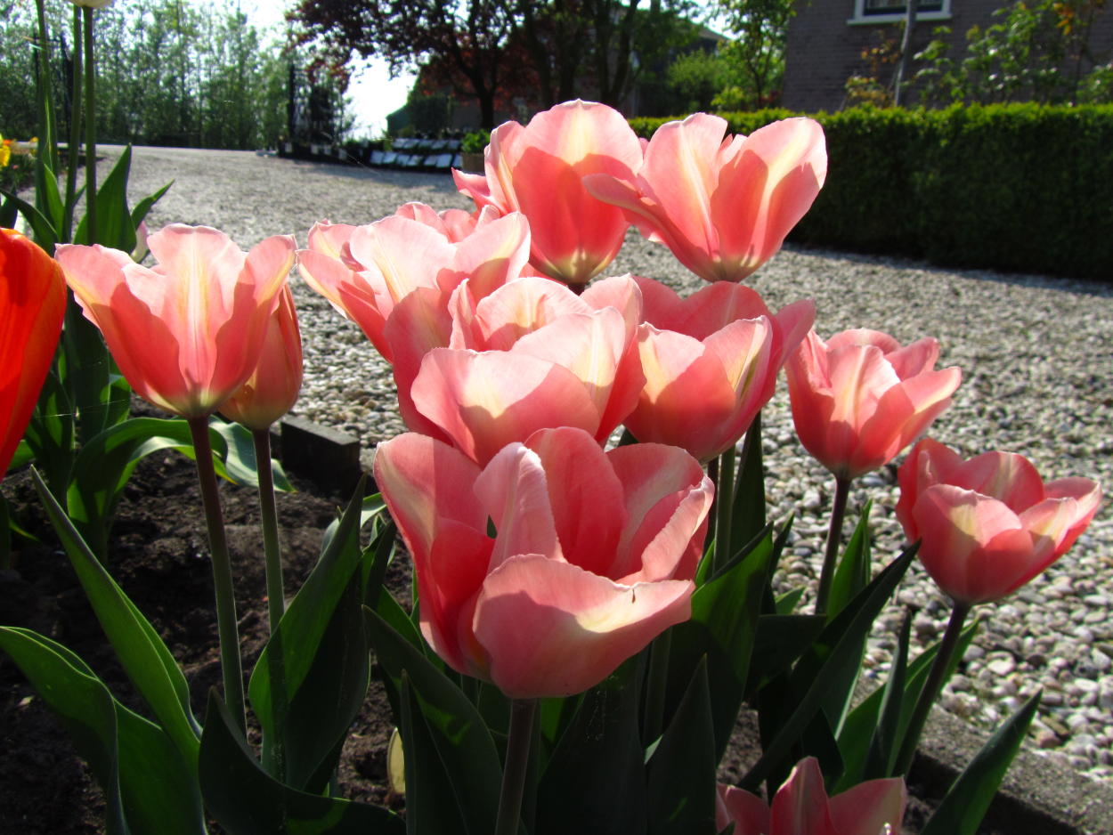 Tulp-Aprict-Perfection-1 Apricot Perfection - Afbeelding 1