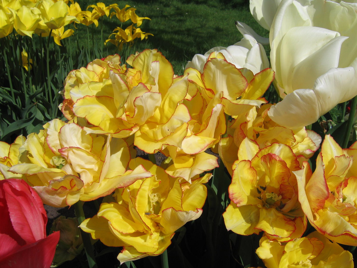 Tulp-Aquilla-1 Aquilla - Afbeelding 1