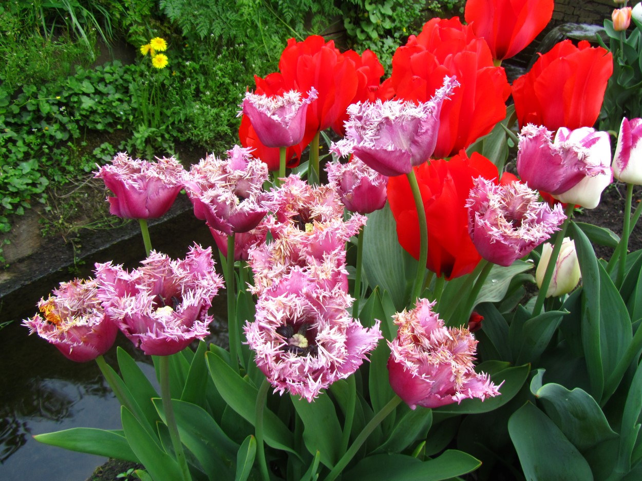 Tulp-Aria-Card-1 Aria Card - Afbeelding 1