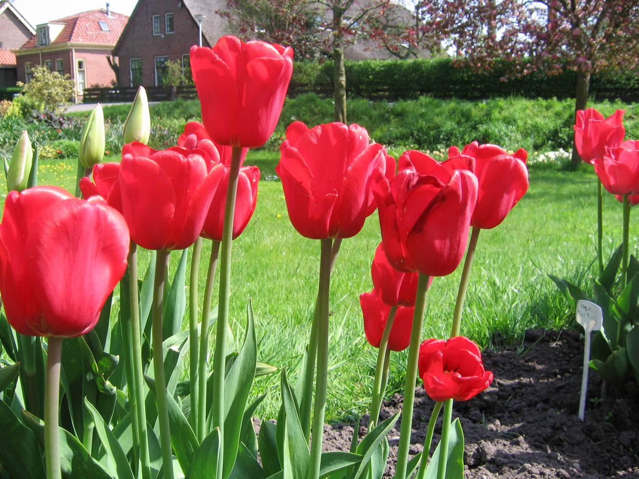 Tulp-Arie-Hoek-1 Arie Hoek - Afbeelding 1