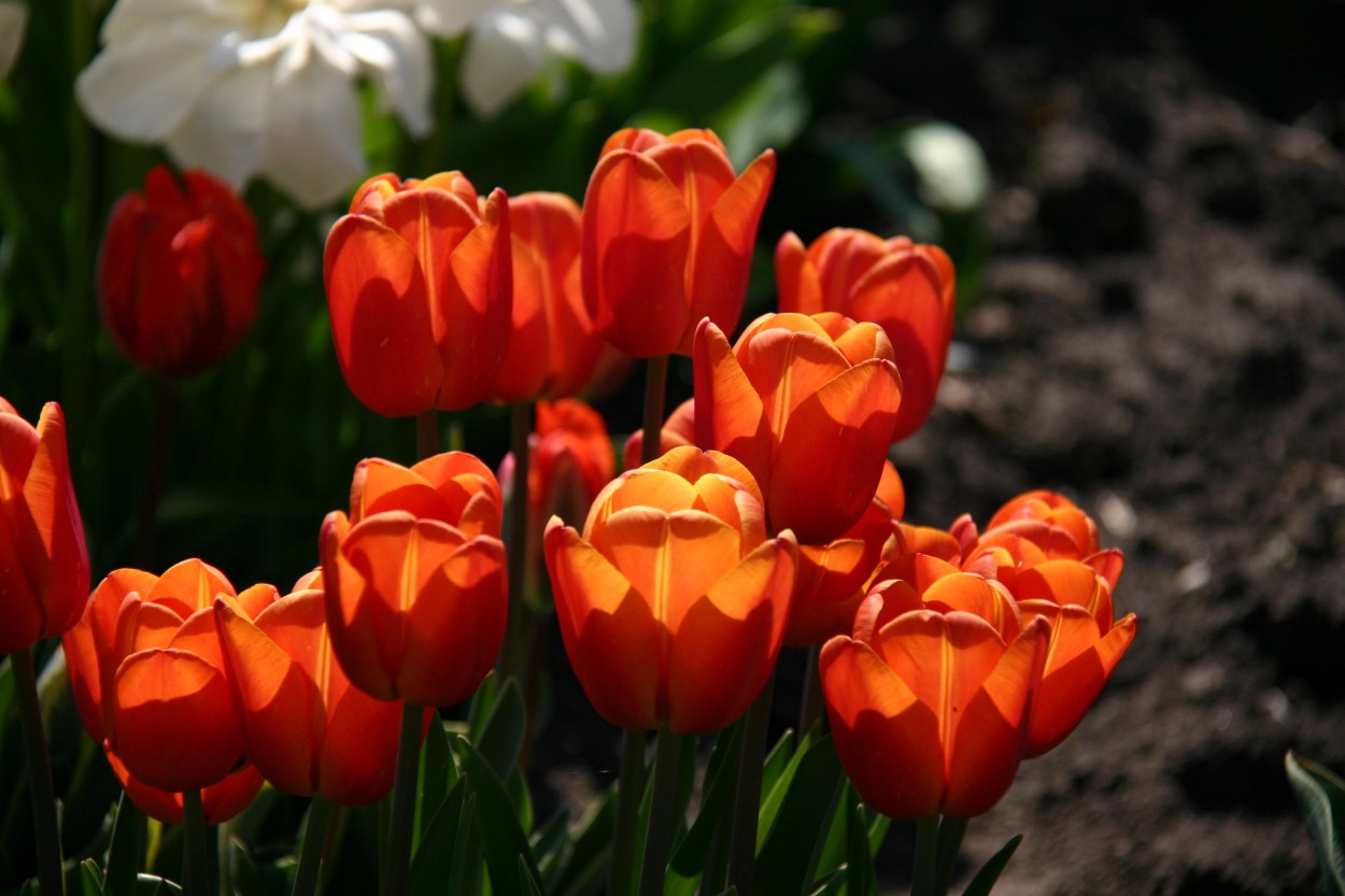 Tulp-Asahi-1 Asahi - Afbeelding 1