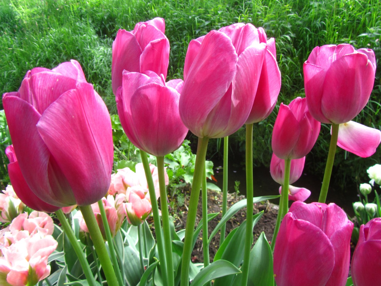 Tulp-Atilla-1 Atilla - Afbeelding 1
