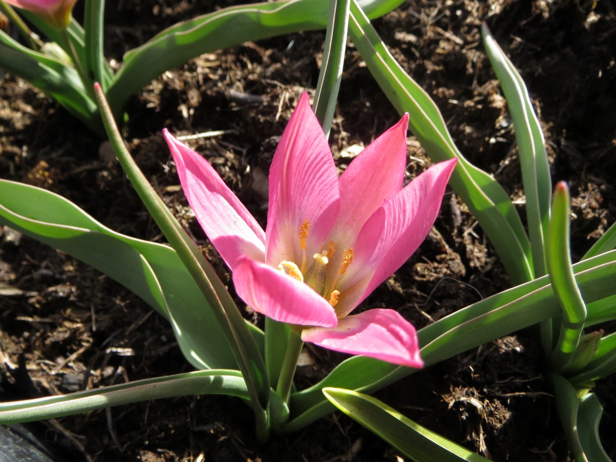 Tulp-Aucheriana-1 Aucheriana - Afbeelding 1