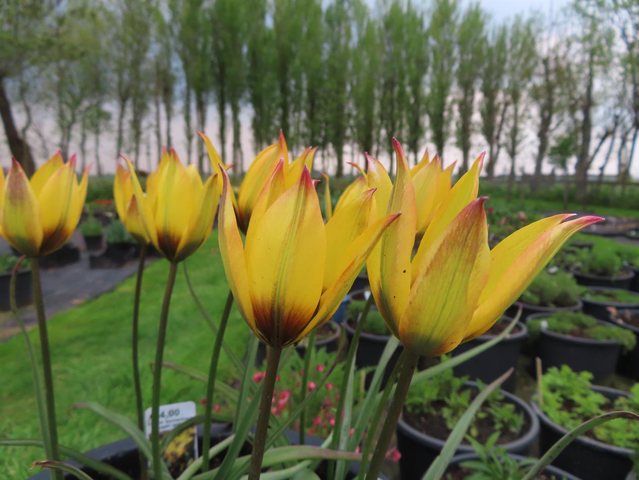 Tulp-Aucheriana-Hageri-geel-1 Aucheriana Hageri - Afbeelding 1