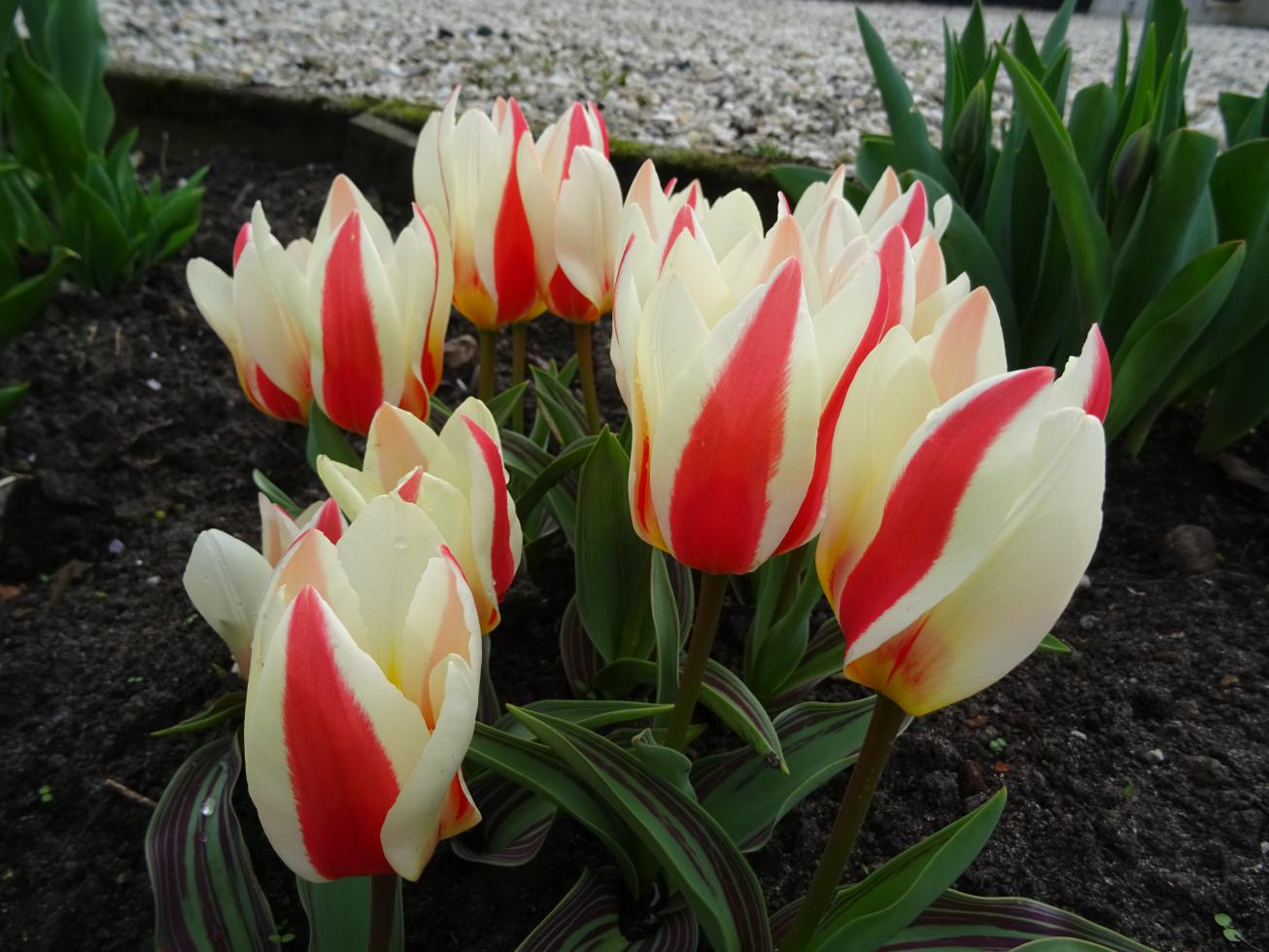 Tulp-Authority-1 Authority - Afbeelding 1