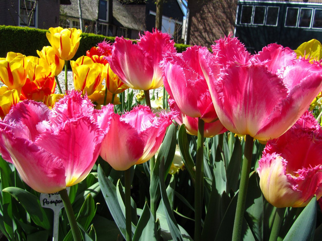 Tulp-Auxerre-2 Auxerre - Afbeelding 1